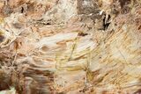 Petrified Wood (Yew) Slab - Elko County, Nevada #322683-1